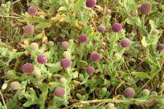 Grangea maderaspatana